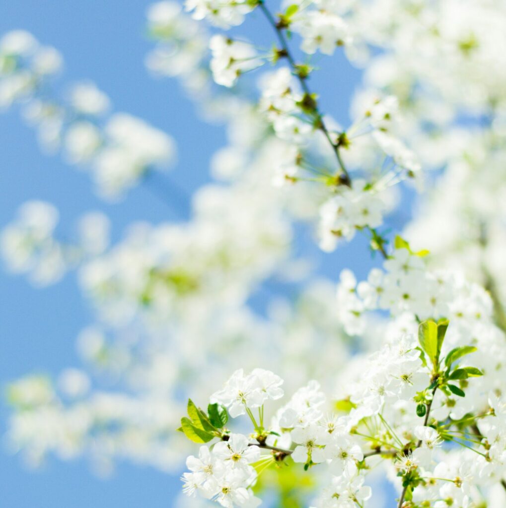 frukttreblomst i solen frukttreblomst i solen