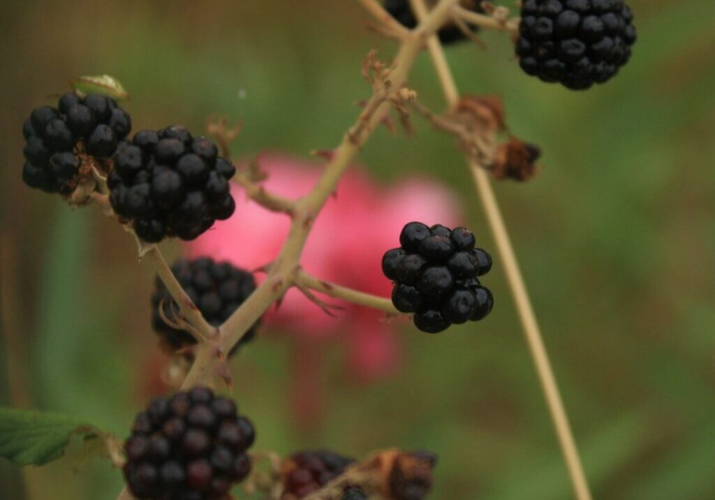 eleonore-gautier-KVL5HRyNawU-unsplash