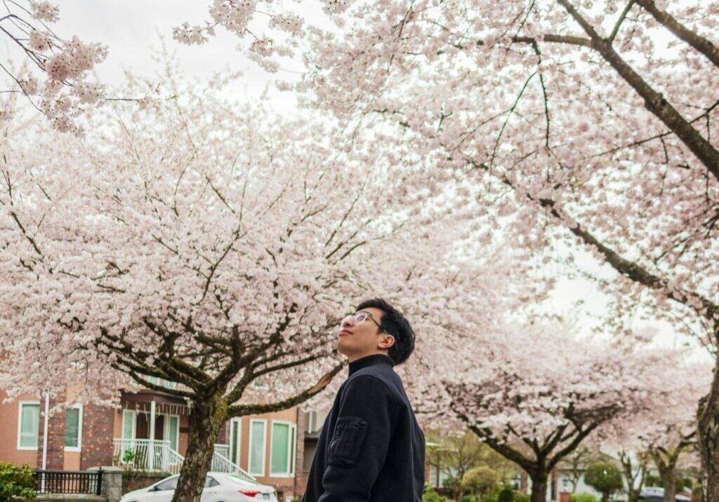 gutt ser på japansk kirsebærtreer gutt ser på japansk kirsebærtreer
