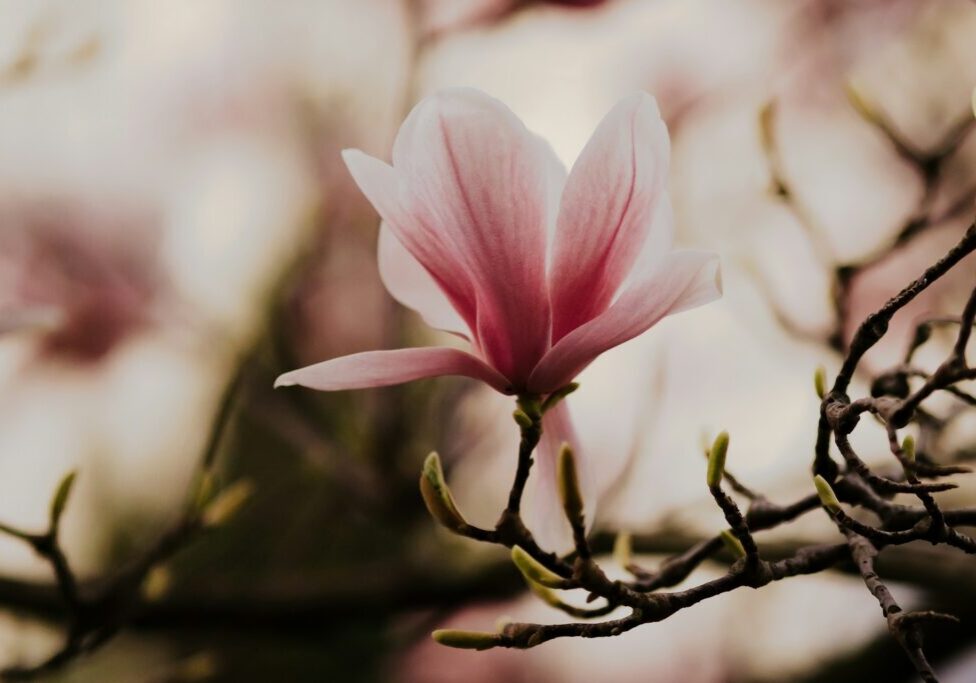 magnolia tett på